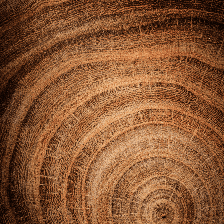 A close up image of a tree trunk in the forest.