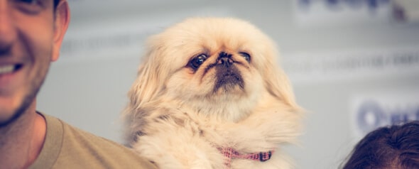 A man is holding up a small white dog during a pet grooming demonstration.