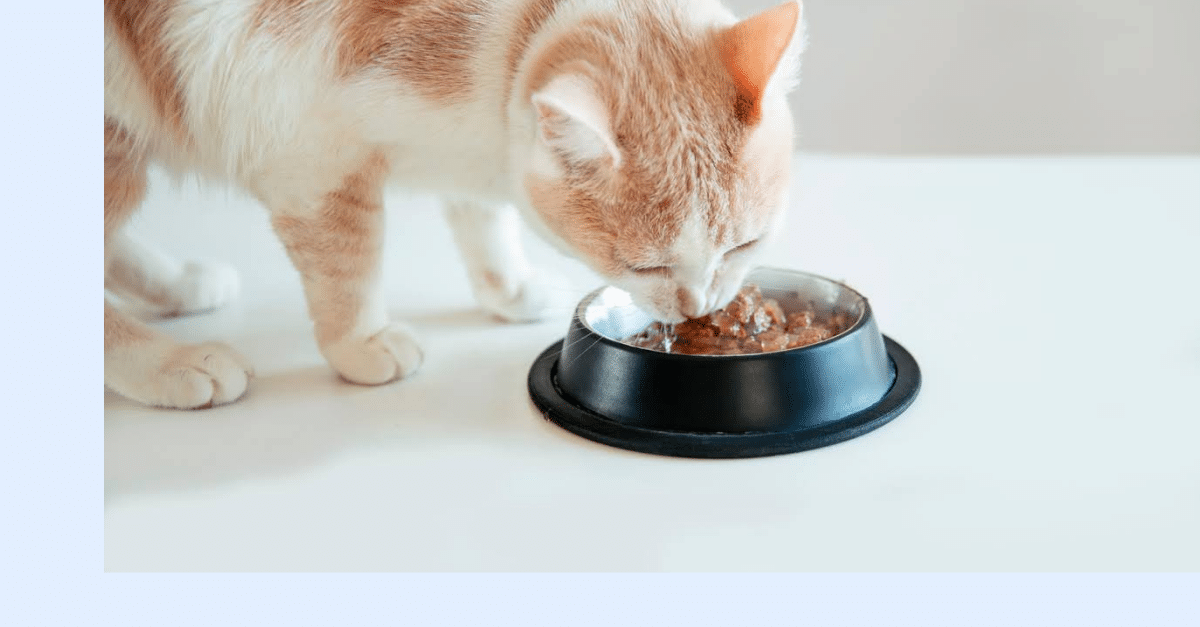 A light orange and white cat eats wet food from a black bowl on a white surface.