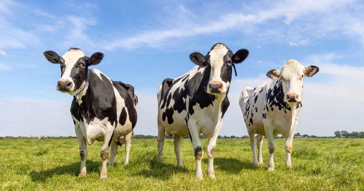 Three happy dairy cows in a field